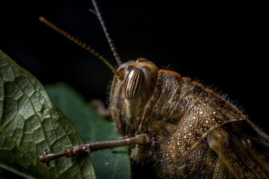 Egyptian locust Grasshopper on a leaf, extreme macro
