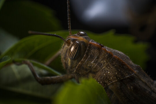Egyptian locust Grasshopper on a leaf, pest for the crop