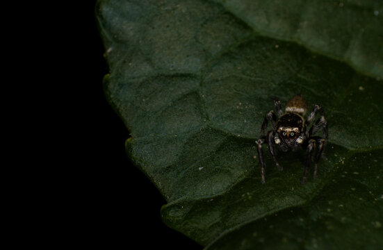 jumping spider Salticidae on a leaf Pseudeuophrys lanigera