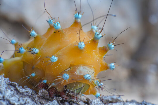 peacock, butterfly, moth, macro, body, close up, caterpillar, colorful