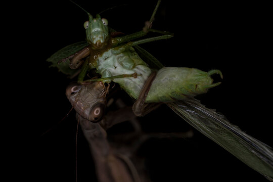 Scary grasshopper face being eaten alive by a brown praying mantis