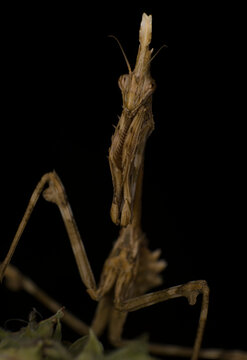 Macro empusa photography, mantis mimicry on vegetation wait for a prey
