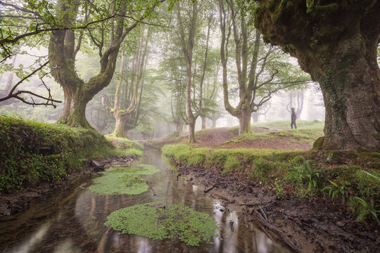 beech cloud forest in summer