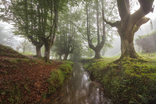 beech cloud forest in summer