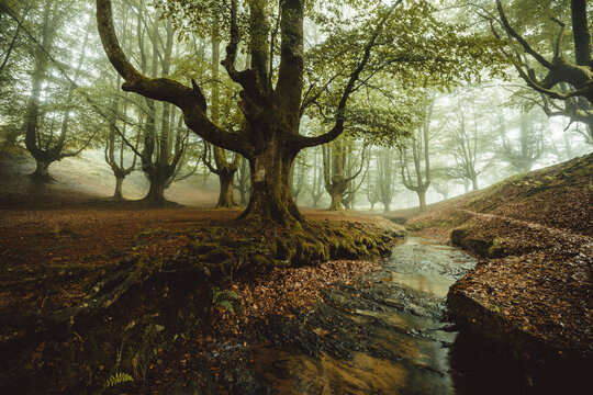 beech cloud forest in summer