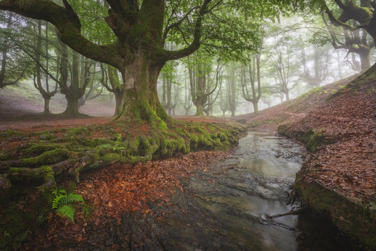 beech cloud forest in summer