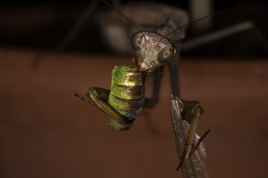 Extreme macro, praying mantis eating a grasshopper, black background