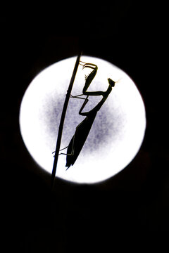 A Praying mantis silhouette in front of a circular bright light