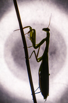 A Praying mantis silhouette in front of a circular bright light