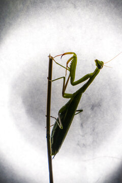 Silhouette of Praying mantis in front of a bright light, wild bug life