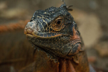 close up of a iguana