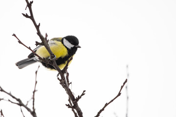 Kolhlmeise auf einem Ast im Winter