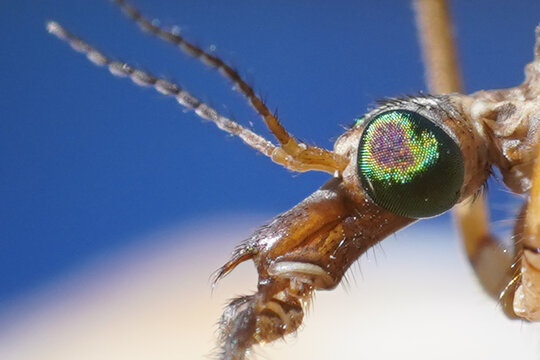 Tipule insect, extreme macro close up and details, scary monster