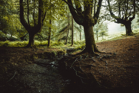 beech cloud forest in summer