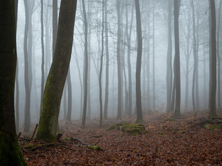 A beautiful picture of trees in the mist