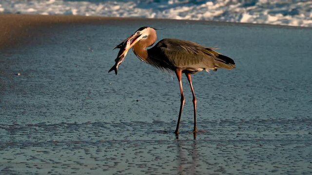 A great blue heron eating a fish Video Clip in 4k