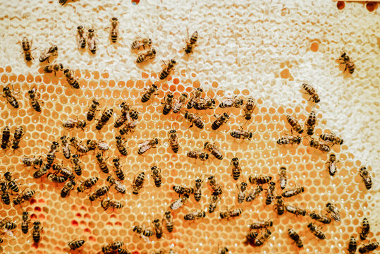 Bees on wooden frames outdoors