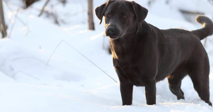 Charcoal Labrador im Schnee