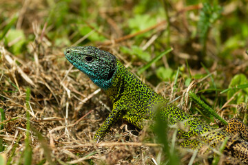 Naklejka na ściany i meble Iberian emerald lizard, Lacerta schreiberi, lizard on greenish vegetation,