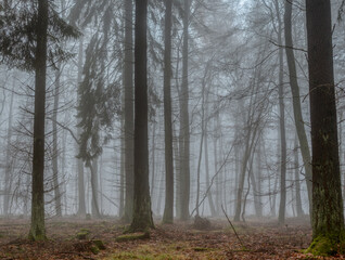 A beautiful picture of trees in the mist