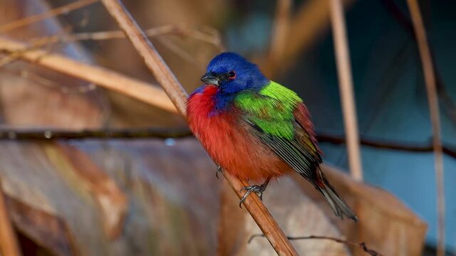 A Painted Bunting Video Clip in 4k