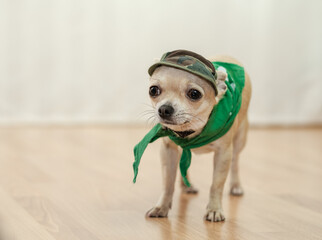 Closeup portrait of small funny beige mini chihuahua dog, puppy wearing green cap and scarf