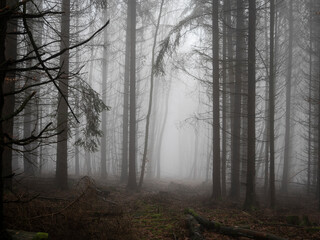 A beautiful picture of trees in the mist