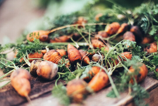 Carrots just picked from the garden.
