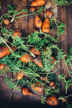 Carrots just picked from the garden.
