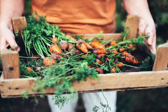 Woman harvesting carrots from backyard garden