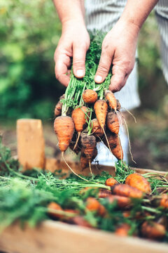 Woman harvesting carrots from backyard garden