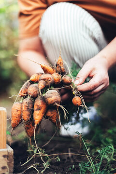 Woman harvesting carrots from backyard garden