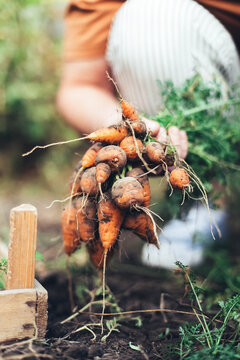 Woman harvesting carrots from backyard garden