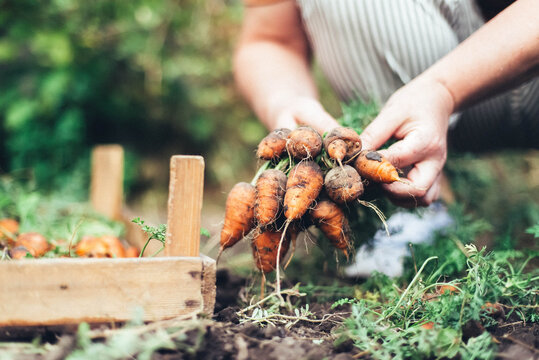 Woman harvesting carrots from backyard garden