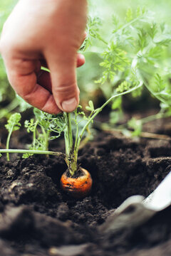 Woman harvesting carrots from backyard garden