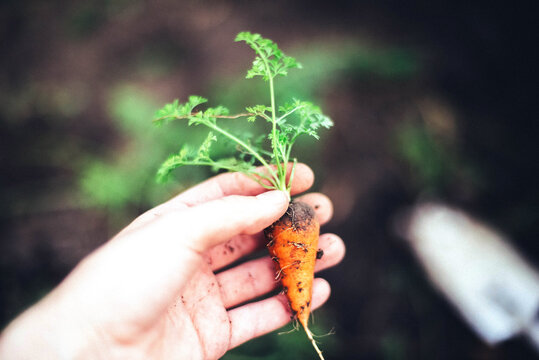 Woman harvesting carrots from backyard garden