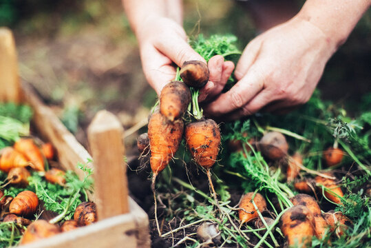 Woman harvesting carrots from backyard garden