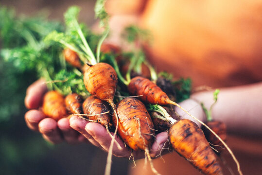 Woman harvesting carrots from backyard garden