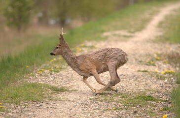 Naklejka na ściany i meble Roe deer, european deer Capreolus capreolus runs across the path