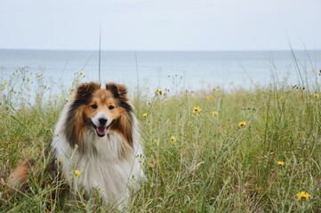 dog on the beach