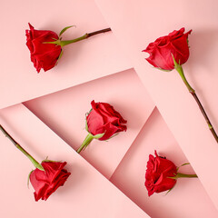 Creative layout made with red roses on pink bacground. Wallpaper and flowers arranged on different levels at different angles. Minimal love flat lay concept with depth of field.