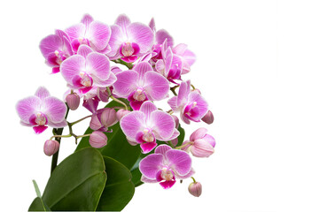 Fototapeta na wymiar Flower, Orchid, Phalaenopsis, Purple, White Background, Cut Out