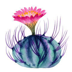 Hand drawn watercolor of cactus. Stock illustration of plant isolated on white.