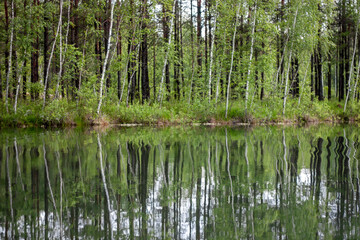 Trees grow on the shore of the lake. Forest is reflected in the water surface of the lake on a sunny summer day. Slender tree trunks in greenery in summer.