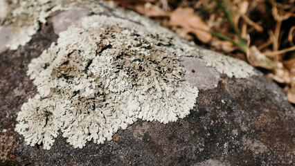 lichen on stone