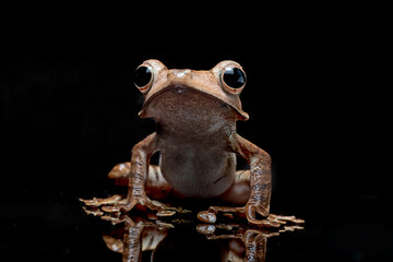 Borneo eared tree frog in isolated black background