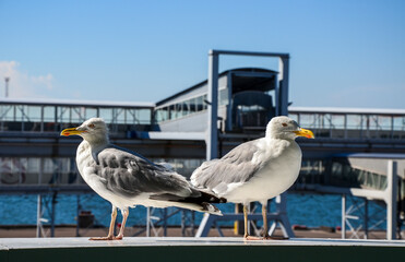 Fototapeta na wymiar Two white seagulls standing in front of the sea port terminal of Tallinn in Estonia