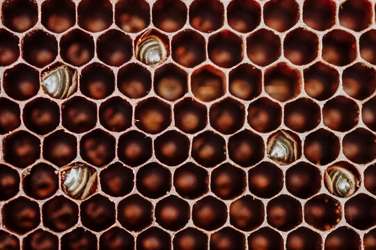 Dead bees in a honeycomb