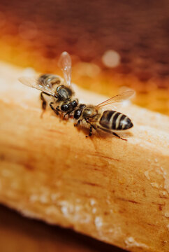 Bees working on a honeycomb