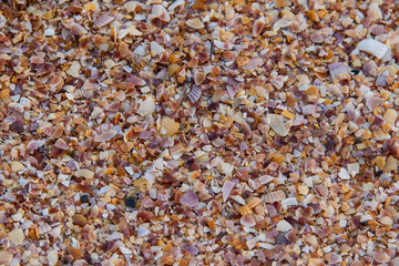 Sand and mussel texture and background from a beach